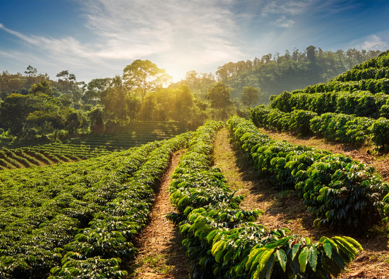 Dünyanın Farklı Kahve Gelenekleri